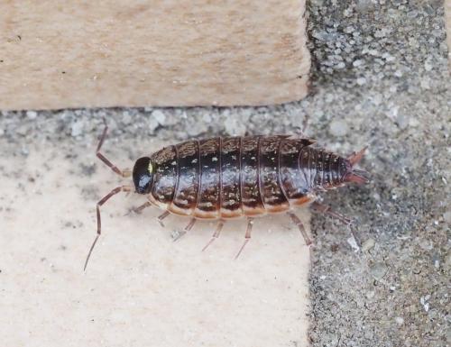 Philoscia muscorum